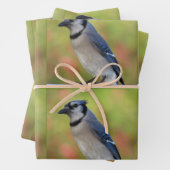 Bluejay - Jeden Anlaß Wrapping Paper Sheets Geschenkpapier Set (Beispiel)