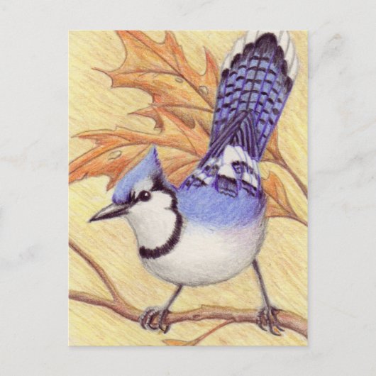Bluejay Postcard Postkarte (Vorderseite)