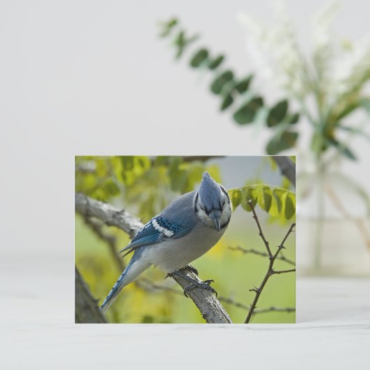 Bluejay Postcard Postkarte (Stehend Vorderseite)