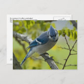 Bluejay Postcard Postkarte (Vorne/Hinten)