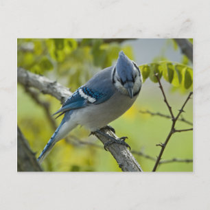 Bluejay Postcard Postkarte