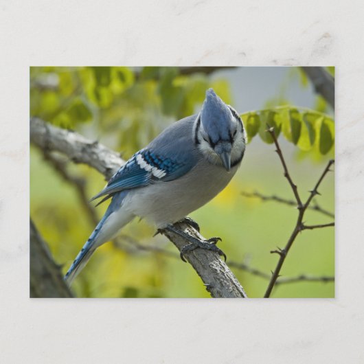 Bluejay Postcard Postkarte (Vorderseite)