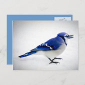 BlueJay Postkarte (Vorne/Hinten)