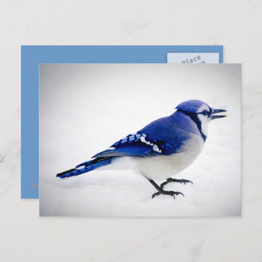 BlueJay Postkarte (Vorne/Hinten)