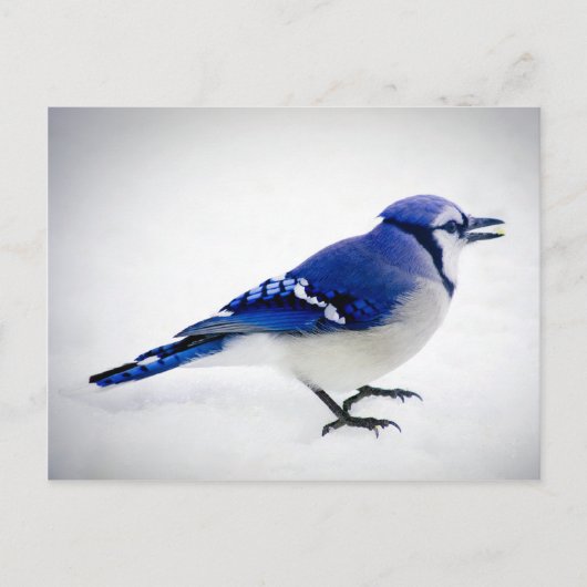 BlueJay Postkarte (Vorderseite)