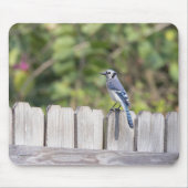 Bluejay über den Zaun Mousepad (Vorne)