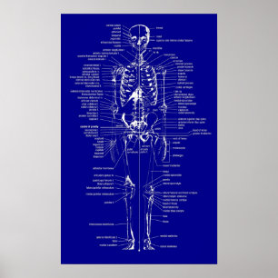 Blueprint Style Skelett Poster