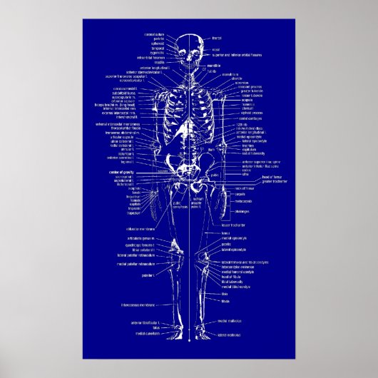 Blueprint Style Skelett Poster (Vorne)
