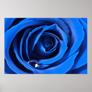 BlueRose Plakat