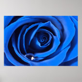 BlueRose Poster (Vorne)