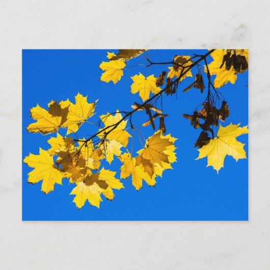 Blues Herbst Postkarte (Vorderseite)