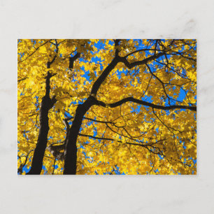 Blues Herbst Postkarte