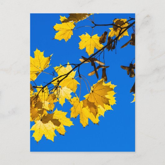 Blues Herbst Postkarte (Vorderseite)