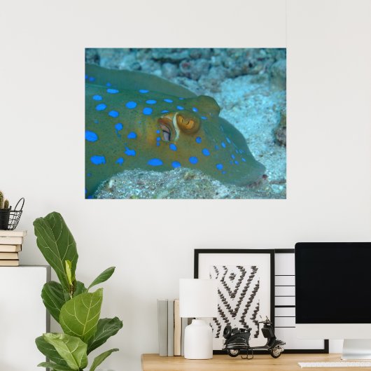 Bluespott Ribbontail Ray Poster (Heimbüro)