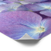 Bluest Blue Hydrangeas Poster (Ecke)