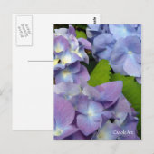 Bluest Blue Hydrangeas Postkarte (Vorne/Hinten)