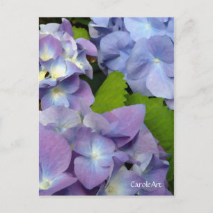 Bluest Blue Hydrangeas Postkarte