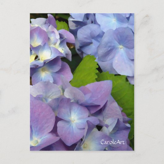 Bluest Blue Hydrangeas Postkarte (Vorderseite)