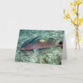 Bluestreak ReinigerWrasse (Labroides dimidiatus) Karte (Gelbe Blume)
