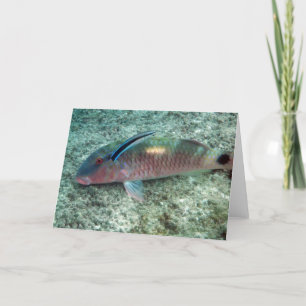 Bluestreak ReinigerWrasse (Labroides dimidiatus) Karte