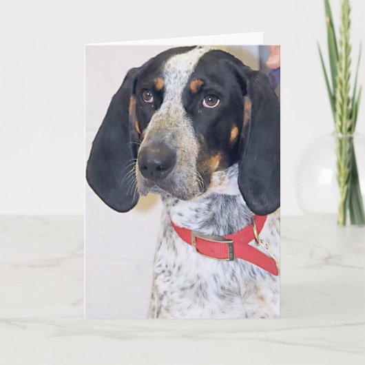 Bluetick Coonhound-Foto Karte (Vorderseite)