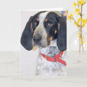 Bluetick Coonhound-Foto Karte (Gelbe Blume)