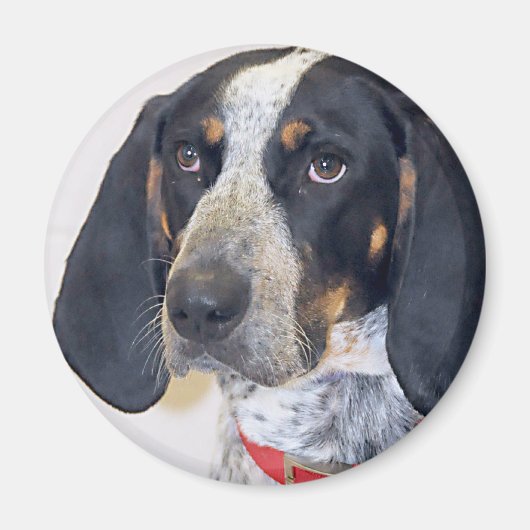 Bluetick Coonhound Foto Magnet (Vorne)