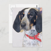 Bluetick Coonhound Foto Postkarte (Vorne/Hinten)