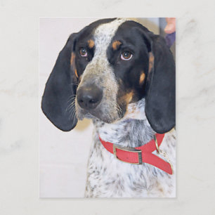 Bluetick Coonhound Foto Postkarte