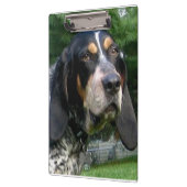 Bluetick Coonhound.png Klemmbrett (Links)