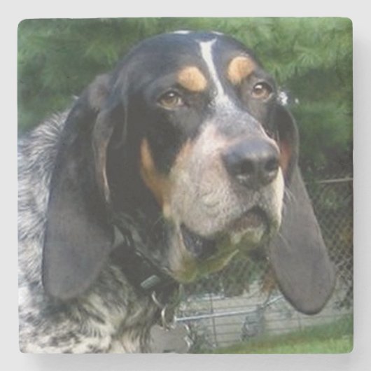 Bluetick Coonhound.png Steinuntersetzer (Vorderseite)