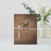Bluetit auf einer Waschlinie Postkarte (Stehend Vorderseite)