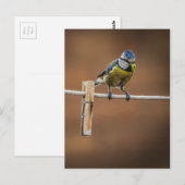 Bluetit auf einer Waschlinie Postkarte (Vorne/Hinten)