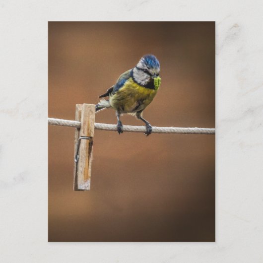 Bluetit auf einer Waschlinie Postkarte (Vorderseite)