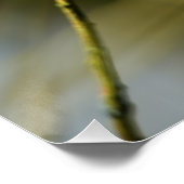 Bluetit beim Betrachten der Kamera Poster (Ecke)