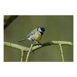 Bluetit im Baum Poster