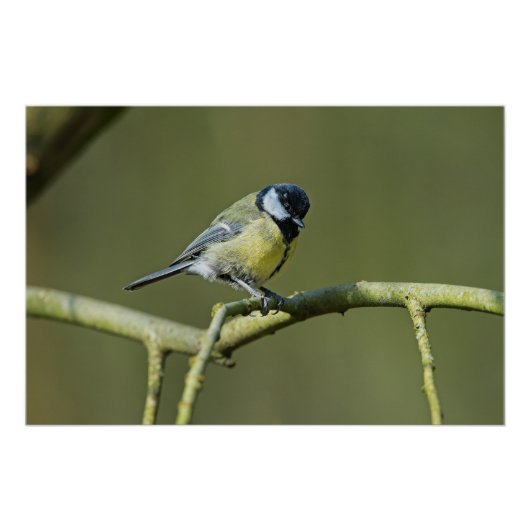 Bluetit im Baum Poster (Vorderseite)