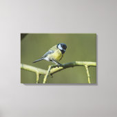 Bluetit Leinwanddruck (Vorderseite)