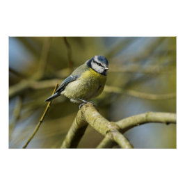Bluetit-Portrait Poster