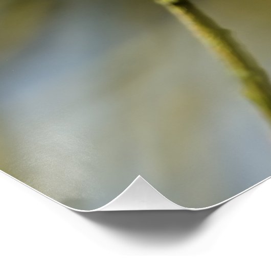 Bluetit-Portrait Poster (Ecke)