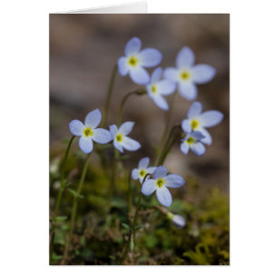 Bluets Frühlings-Wildblume-Karte