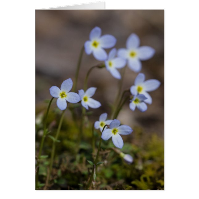 Bluets Frühlings-Wildblume-Karte (Vorne)