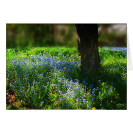 Bluets im Sonnenlicht