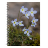 Bluets kleines lila Blumen-Wildblume-Notizbuch Notizblock (Vorderseite)