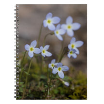 Bluets kleines lila Blumen-Wildblume-Notizbuch