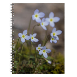 Bluets kleines lila Blumen-Wildblume-Notizbuch Notizblock