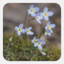 Bluets Little Purple Blumen Wildblume Stickers