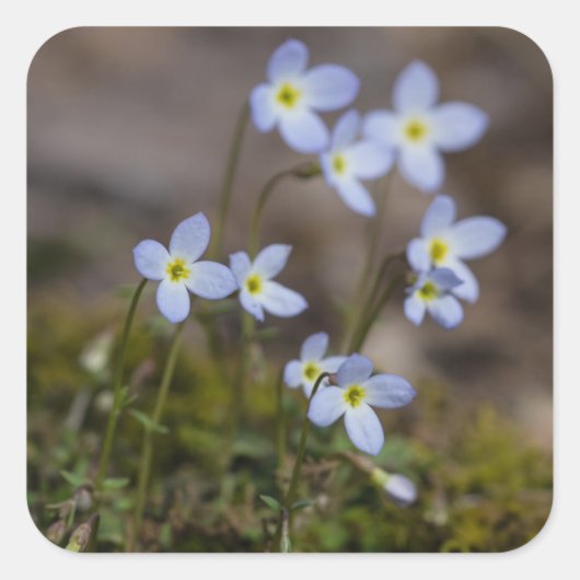 Bluets Little Purple Blumen Wildblume Stickers (Vorderseite)