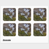 Bluets Little Purple Blumen Wildblume Stickers (Blatt)