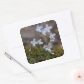 Bluets Little Purple Blumen Wildblume Stickers (Umschlag)